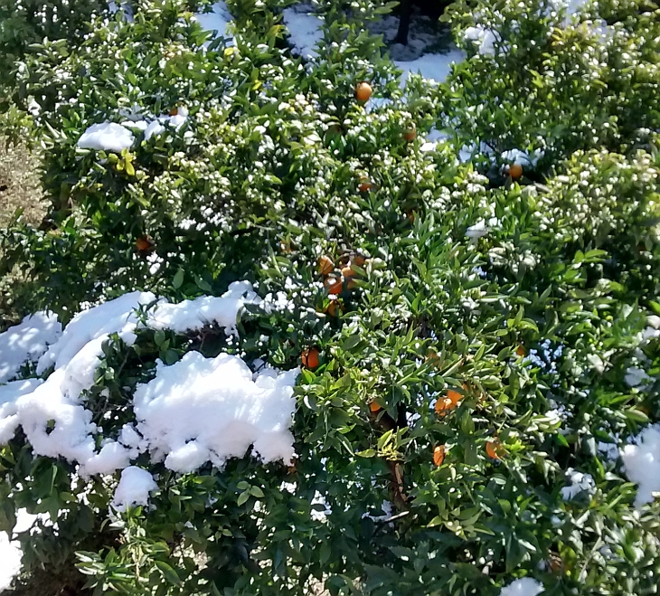 Schnee in Rom Orangenbäume, Photo by Franz Xaver Schütz, Chrystina Häuber