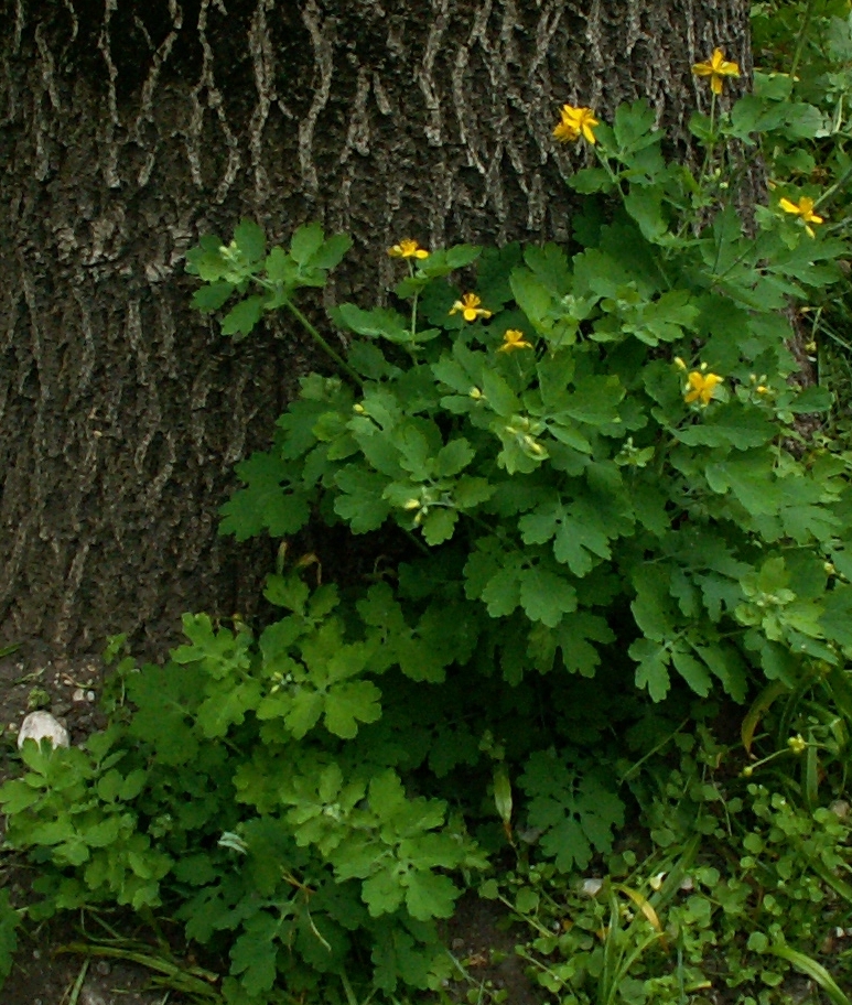 Fig. 13. Chelidónium majus L., Papaveraceae; celandine/ celidonia/ Schöllkraut (photo: F.X. Schütz) aus Chrystina Häuber 2014